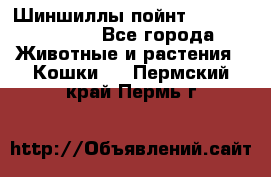 Шиншиллы пойнт ns1133,ny1133. - Все города Животные и растения » Кошки   . Пермский край,Пермь г.